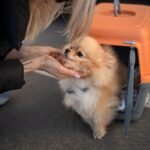 Special Assistance for Service Animals on Turkish Airlines